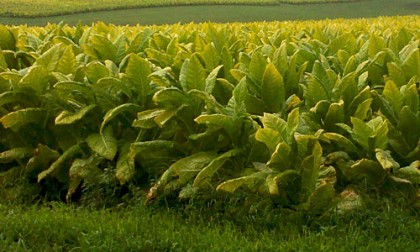 O umění pěstování tabáku